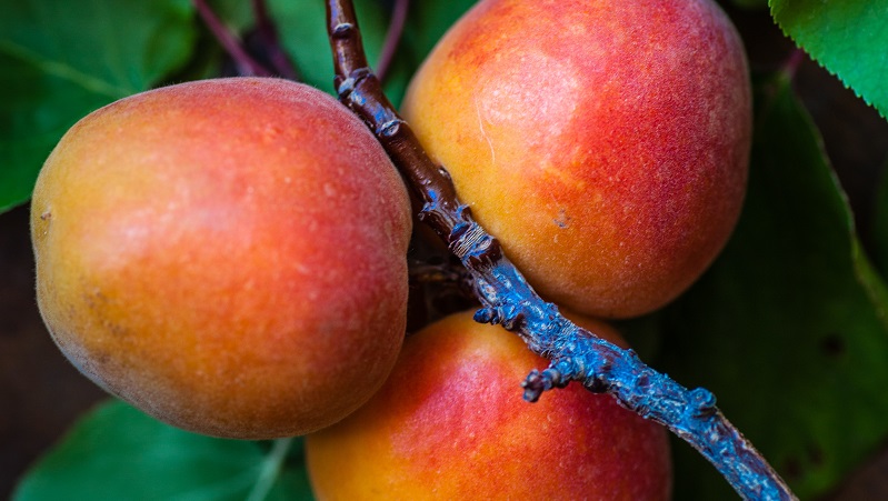 Solmogna mangofrukter i starka färger hänger från grenen, omgivna av gröna blad i dagsljus.