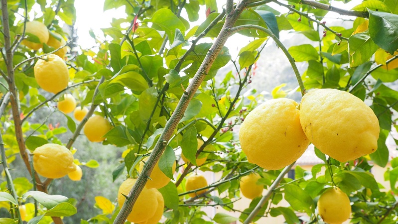 Citronträd med stora mogna citroner på Amalfikusten, omgivna av grönskande bladverk.