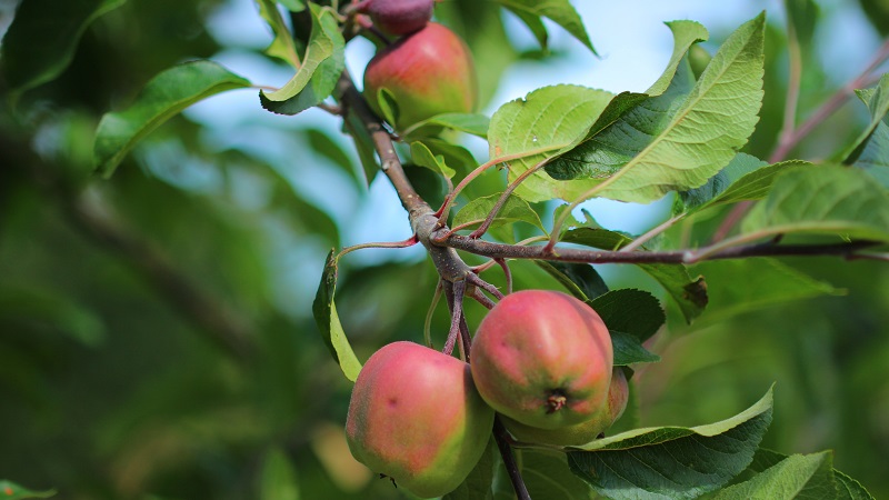 Kiviks äpplen Rödgröna äpplen hänger i klasar på en gran med gröna blad, fotograferade i Kivik under sommar.