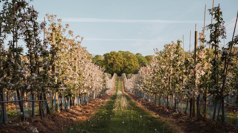 Kiviks äppelodlingar Blommande äppelträd i Kiviks trädgård, prydligt planterade i rader unde ljusblå himmel i vårlandskap.