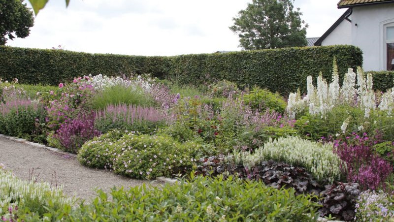 Frodig trädgård med färgstarka perenner, kantklippt häck och vit byggnad i bakgrunden under molnig himmel.